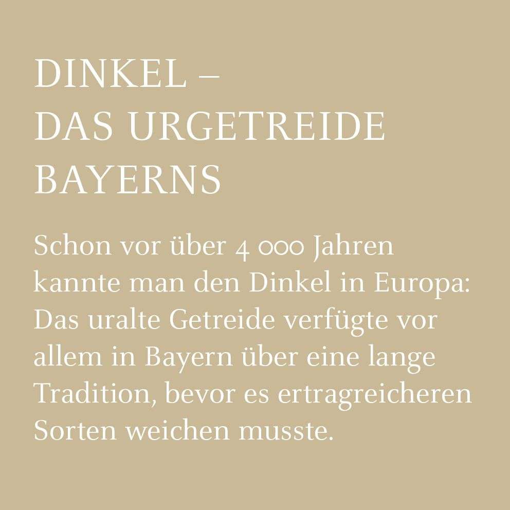 Dinkel - das Urgetreide Bayerns